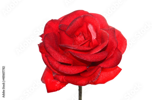 Wallpaper Mural rose isolated on white background Torontodigital.ca