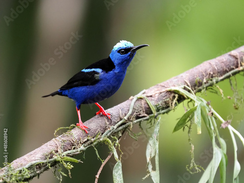 The masked flowerpiercer, Diglossopis cyanea, is a beautiful blue colored bird. Costa Rica © vladislav333222