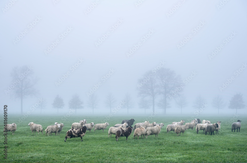 Fototapeta premium sheep in misty meadow near farm in the. netherlands