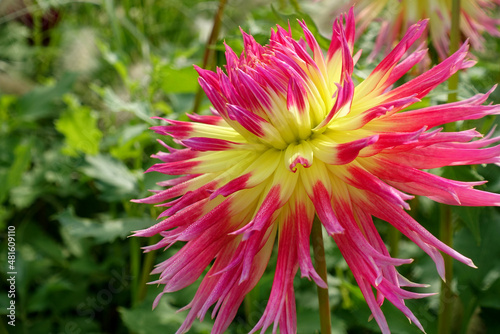 Blühende rot gelbe Dahlie im Sommer