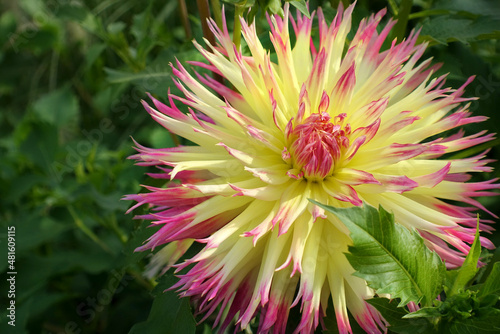 Blühende gelb rote Dahlie im Sommer