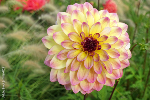 Blühende gelb lila Dahlie im Sommer