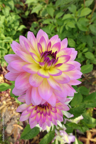 Blühende violett gelbe Dahlie im Sommer