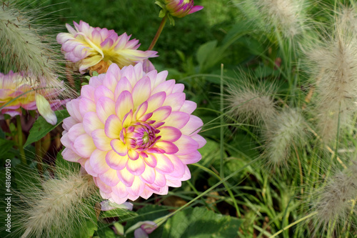 Blühende violett gelbe Dahlie im Sommer