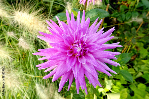Blühende violette Dahlie im Sommer