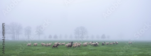 sheep in misty meadow near farm in the. netherlands photo