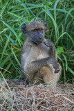 Chacma Baboon, Kruger National Park