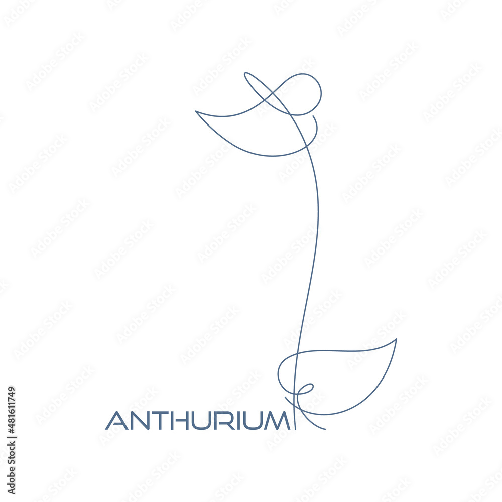 Vector outline of a flower. Below the text - anthurium. Botanical line art. Vector outline of a flower. Below the text - anthurium. Botanical line art.