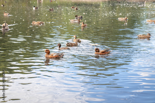 Ducks paddling on the lake.