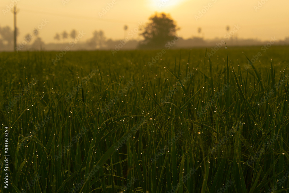 Fototapeta premium Green grass with sunrise beauty full shot and mist 