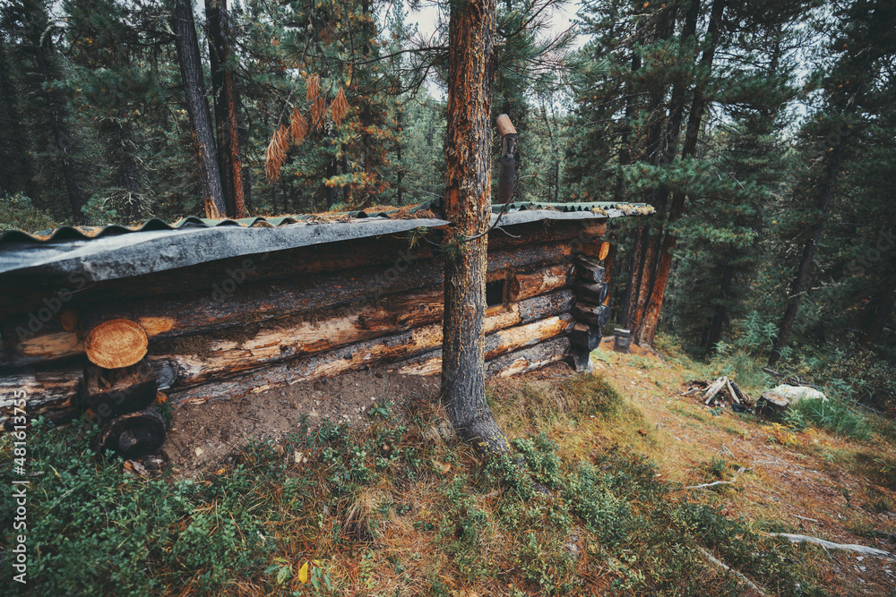 Side view of an underground wooden house in the boreal forest. A wooden cabin built on the mountainside surrounded by great pine trees. A small hut half-buried in the forest taiga during the day Side view of an underground wooden house in the boreal forest. A wooden cabin built on the mountainside surrounded by great pine trees. A small hut half-buried in the forest taiga during the day