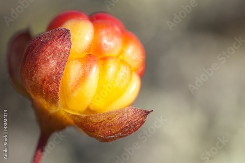 northern ripe berry cloudberry	

