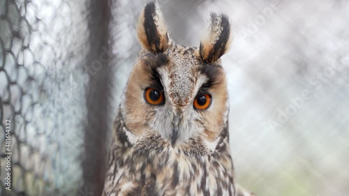 a night owl in a cage by day looks in search of food