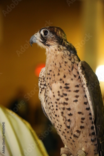 A close-up of a Lanner Falcon