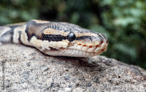 Snake. Rattlesnake