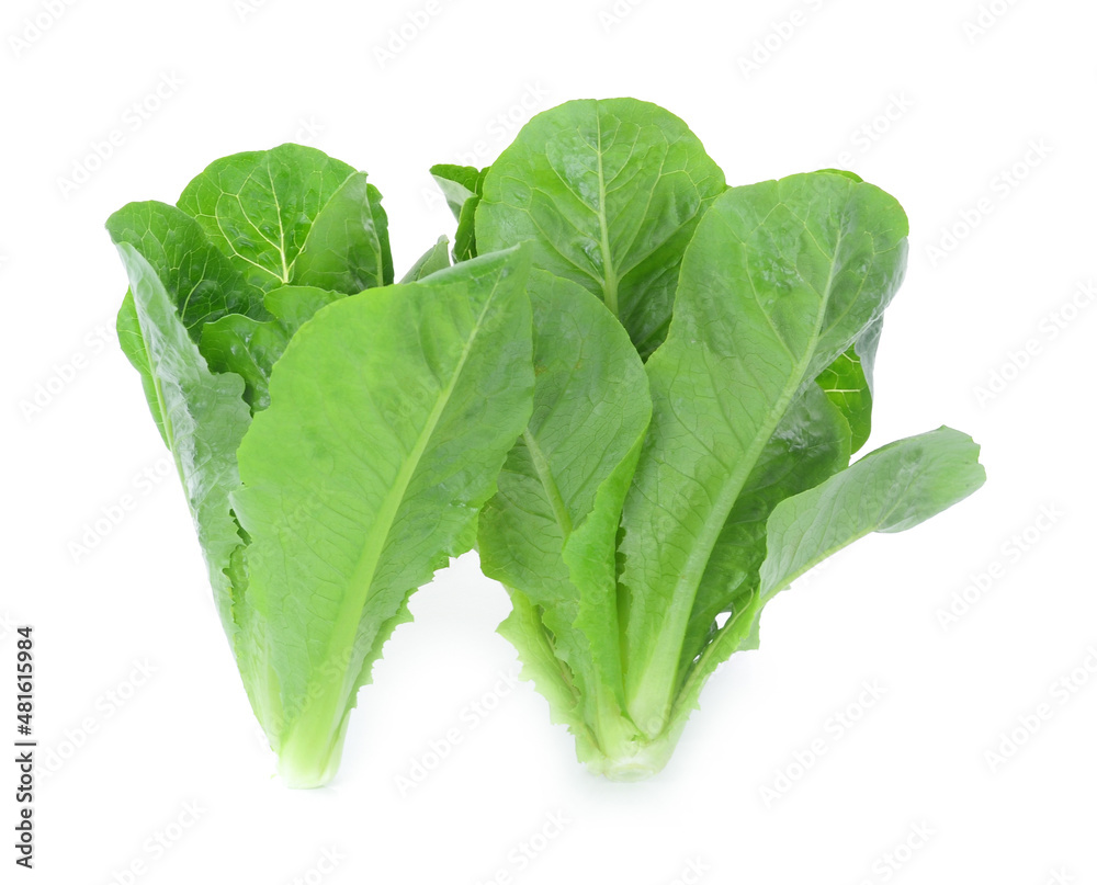 Cos Lettuce isolated on white background Cos Lettuce isolated on white background