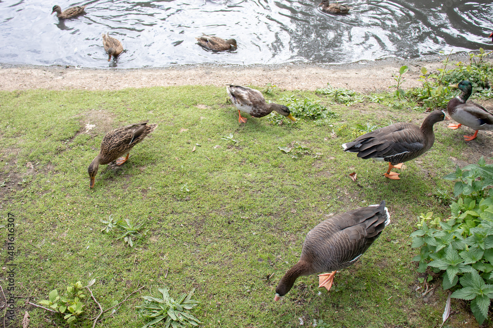 ducks on the grass