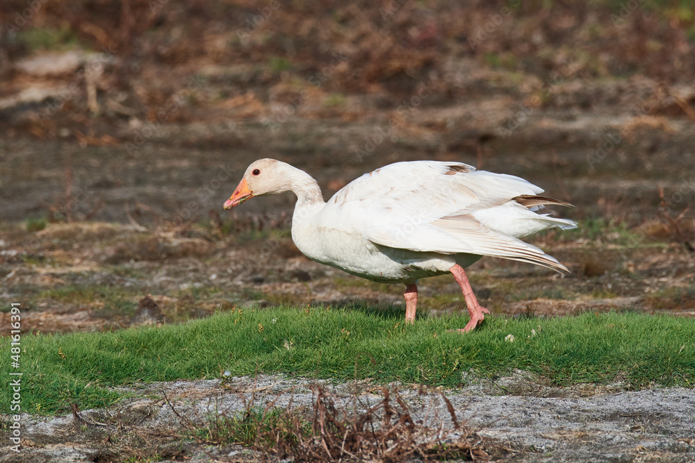 Graugans mit Leuzismus in Schweden im Herbst Graugans mit Leuzismus in Schweden im Herbst