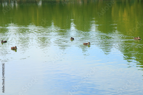公園の池で泳ぐ鴨