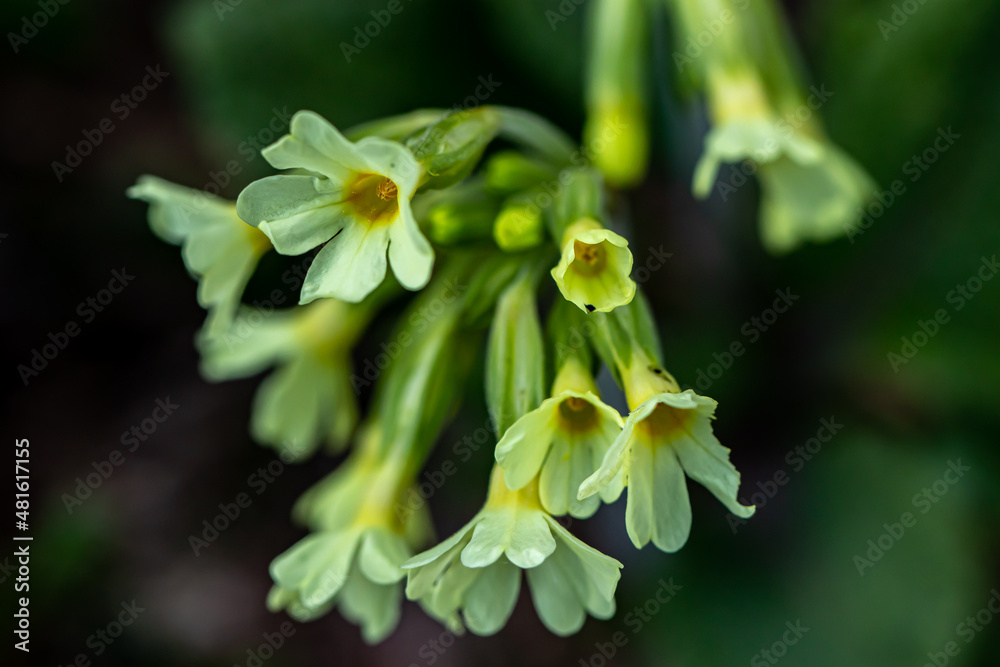 Fototapeta premium Primula vulgaris flower growing in mountains