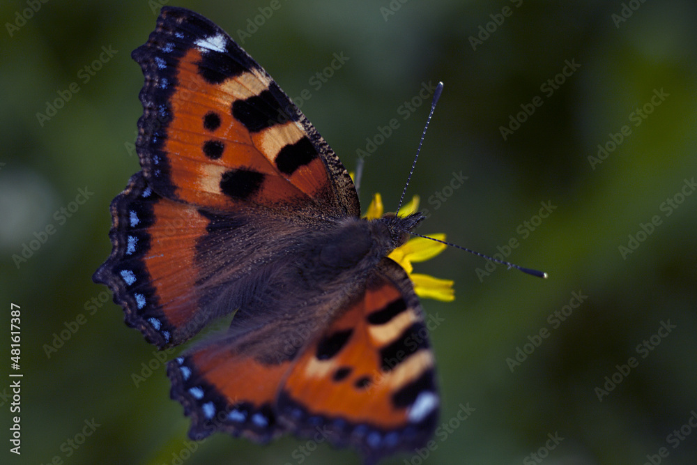 Obraz premium nature