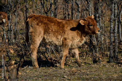 young brown calf in extensive livestock in a natural area with trees and mountains.
