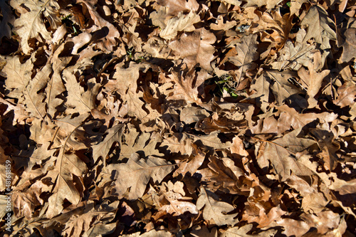 Background of dry brown oak leaves.