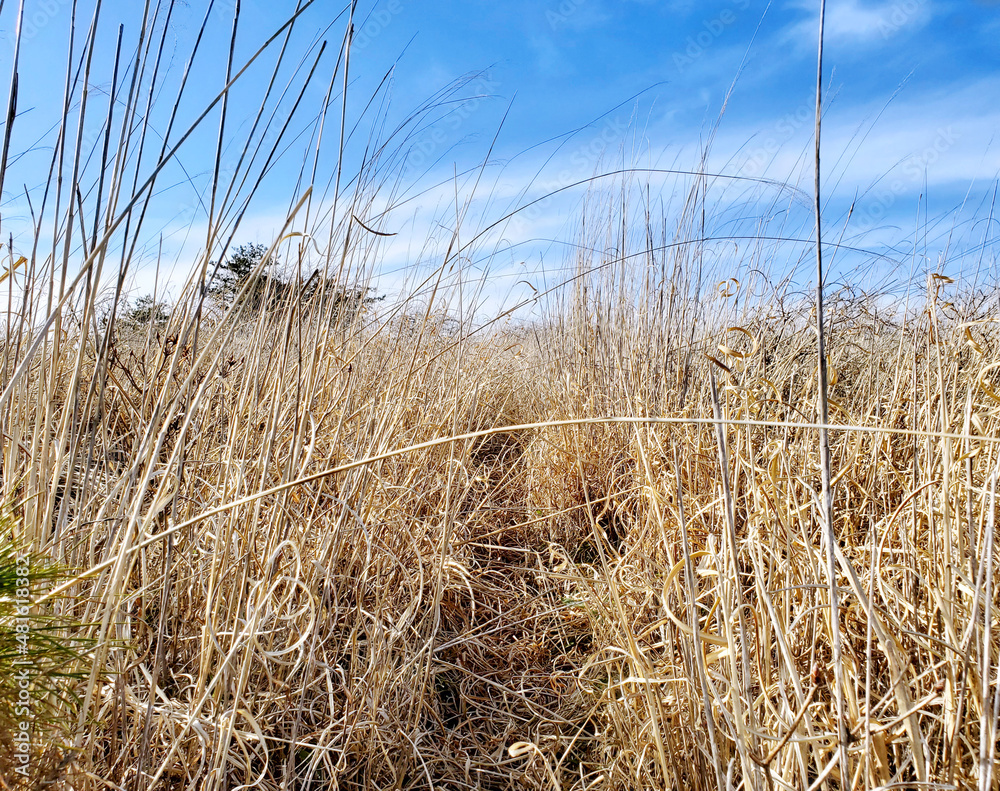 Obraz premium 枯れたススキが伸び放題の草原をかき分けて進む