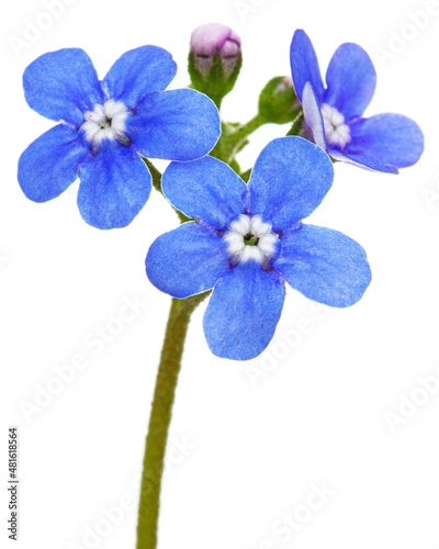 Blue flowers of brunnera, forget-me-not, myosotis, isolated on white background © kostiuchenko