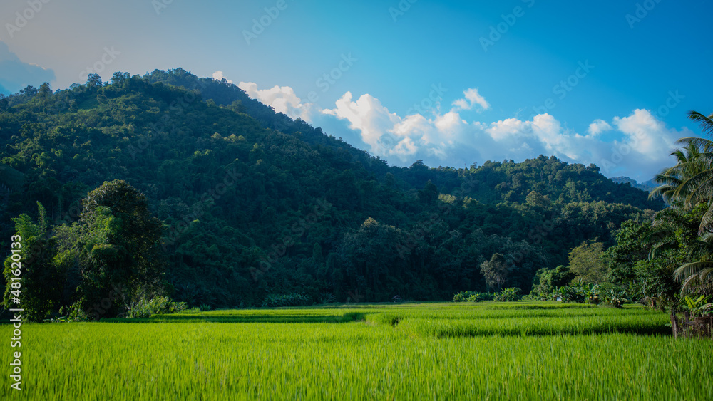 Obraz premium beautiful nature background images.