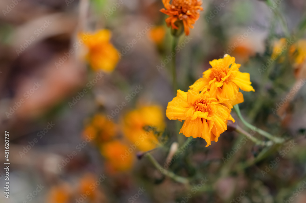 Top view Marigolds with dry stems on blurred Natural background with copy space. Orange and burgundy petals of Tagetes grow on lawn. The concept of fluidity of life. Top view Marigolds with dry stems on blurred Natural background with copy space. Orange and burgundy petals of Tagetes grow on lawn. The concept of fluidity of life.
