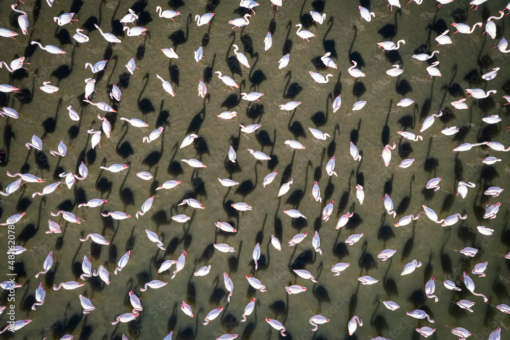 Obraz premium Flamingos in izmir , Aerial View. Flamingos texture