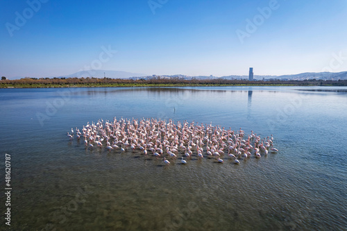 Flamingos seen at the Cakalburnu lagoon of Izmir City Forest Inciralti.