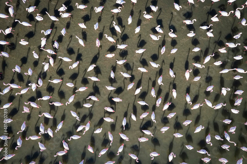 Flamingos in izmir , Aerial View. Flamingos texture