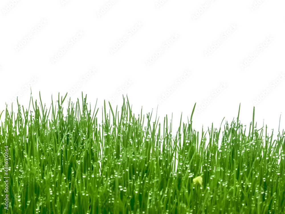 Fototapeta premium gouttes de rosée sur herbe verte