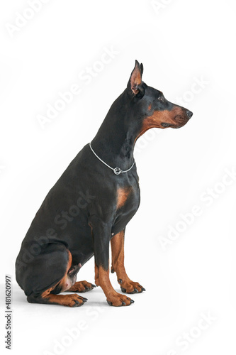 A black Doberman dog with red markings on a white background. Side view.