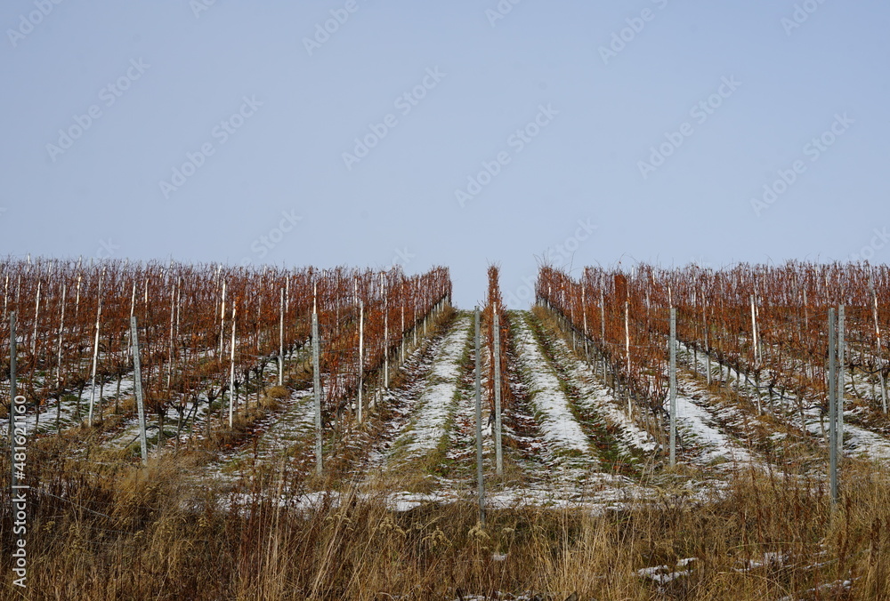 Fototapeta premium Der Weinberg an einem neuen See in Brandenburg