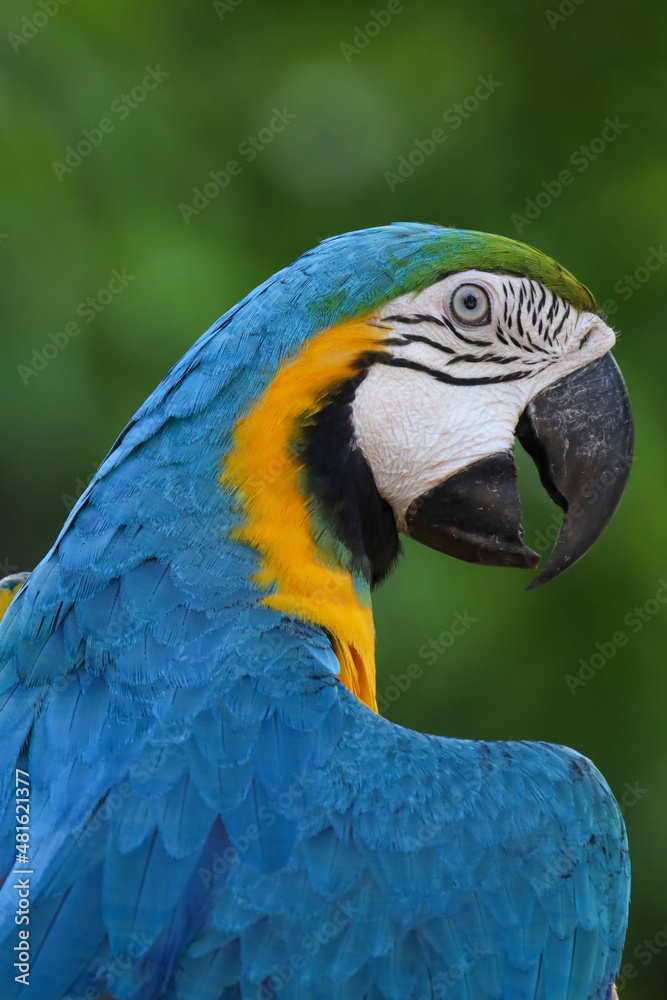 Close up head the Blue and yellow macaw parrot bird in garden