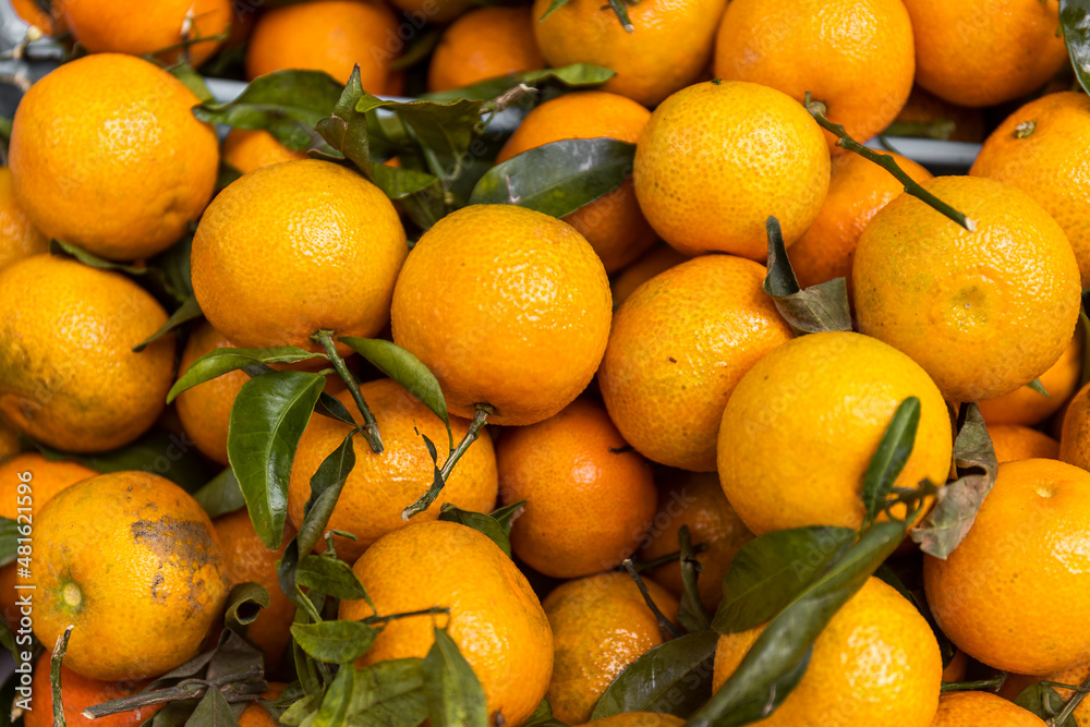 oranges, Pollença or Pollensa, Majorca, Mallorca, Balearic Islands, Spain oranges, Pollença or Pollensa, Majorca, Mallorca, Balearic Islands, Spain