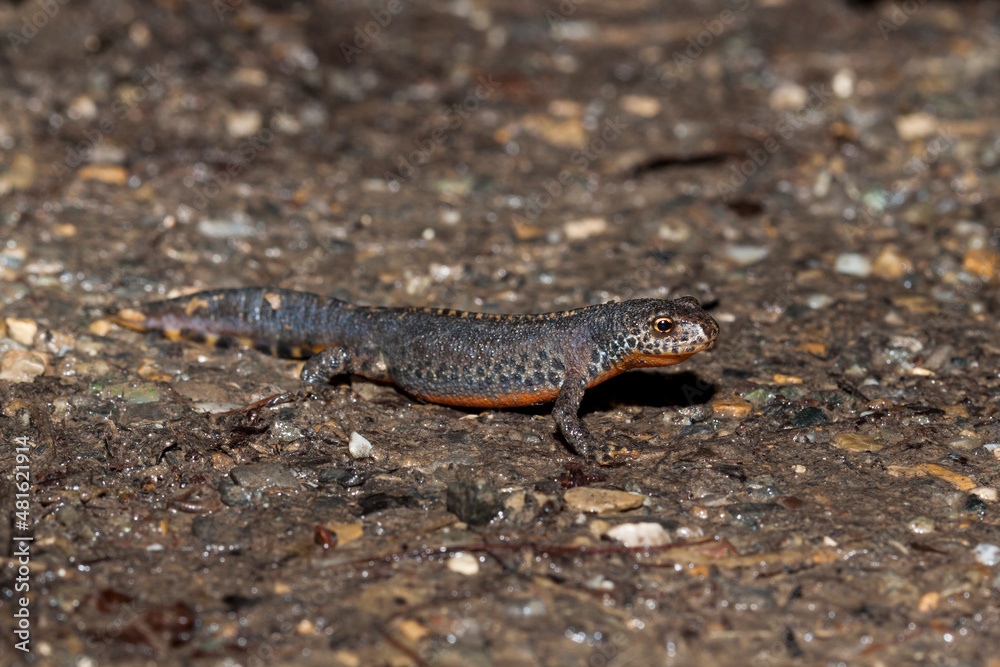 Bergmolch (Triturus alpestris) Männchen Bergmolch (Triturus alpestris) Männchen