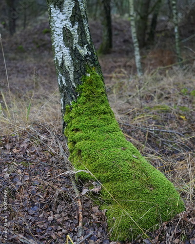 Das Moos klammert sich an eine Birke photo