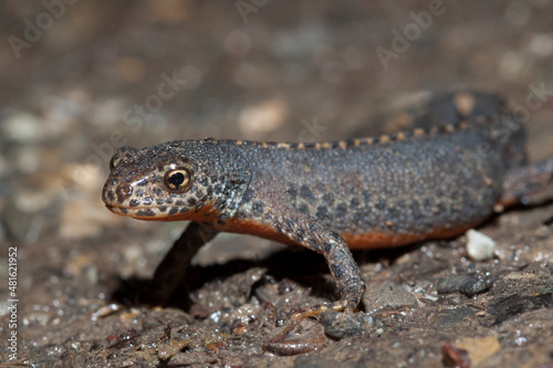 Bergmolch (Triturus alpestris) Männchen