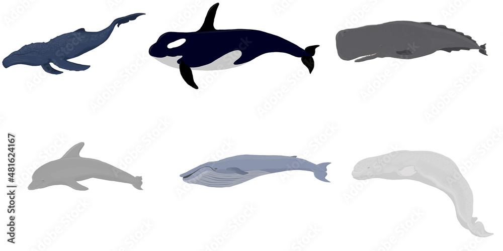 Fototapeta premium Cartoon set of whales. Beluga, killer whale, humpback whale, cachalot, blue whale, dolphin. Underwater world, Marine life