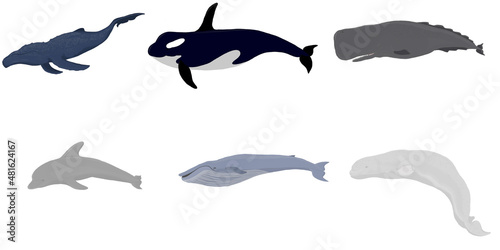 Cartoon set of whales. Beluga  killer whale  humpback whale  cachalot  blue whale  dolphin. Underwater world  Marine life
