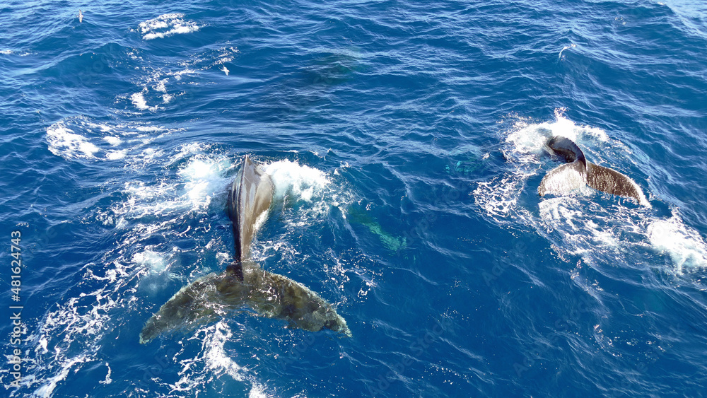 Obraz premium Two flukes of humpback whales