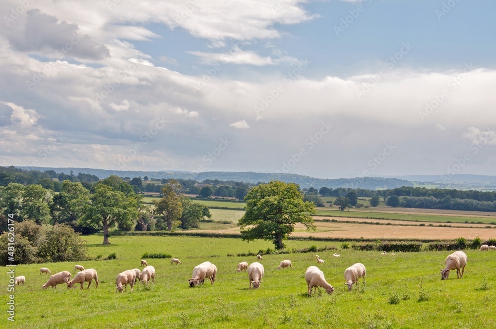 Summertime trees and fields in the countryside.