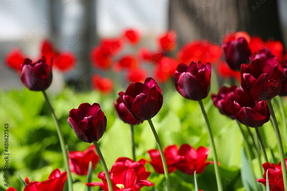 Fototapeta premium Wonderful burgundy tulip flowers blooming in a field of tulips, on a background of blurred tulip flowers, large format
