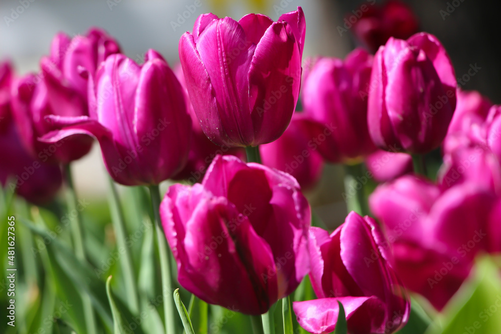 Close-up of a pink tulips. Spring nature composition
