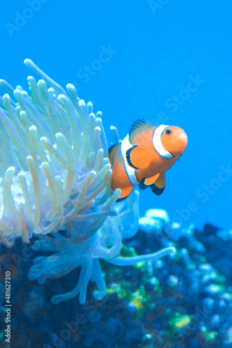 White and orange anemone/ clownfish, coral reef