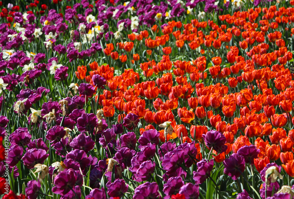 Wonderful red and purple tulip flowers blooming in a field of tulips